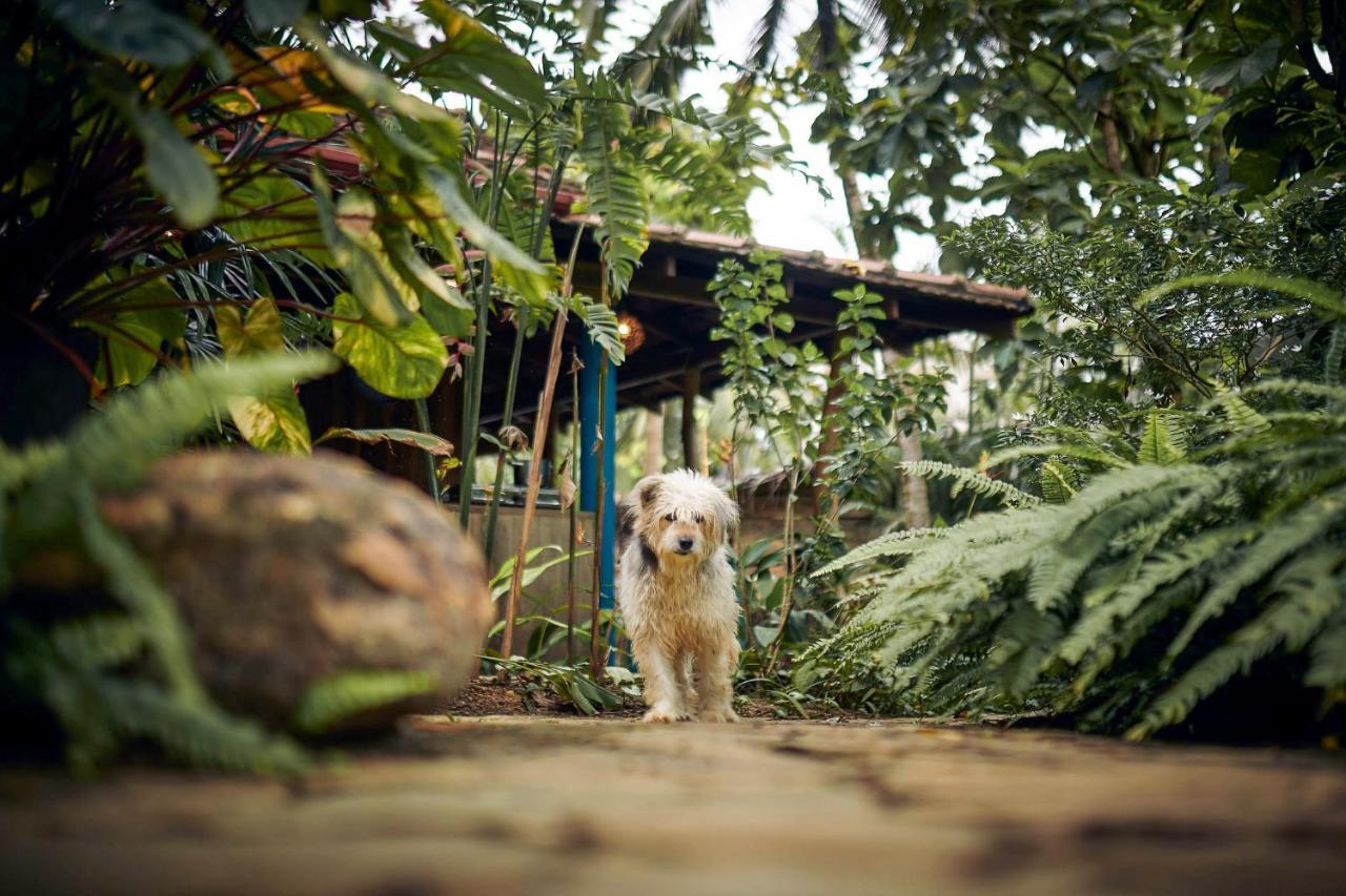 Casa Vana Hiriketiya Dikwella Exteriér fotografie